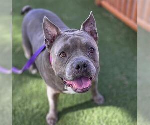 Mutt Dogs for adoption in Las Vegas, NV, USA