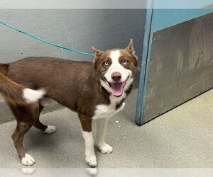 Siberian Husky-Unknown Mix Dogs for adoption in Las Vegas, NV, USA