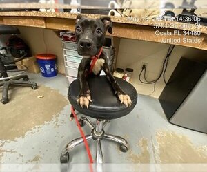 American Pit Bull Terrier-Unknown Mix Dogs for adoption in Ocala, FL, USA