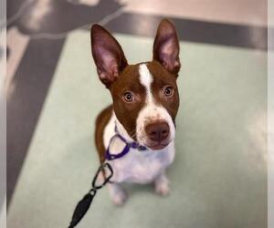 American Pit Bull Terrier-Unknown Mix Dogs for adoption in Santa Rosa, CA, USA