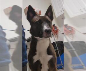 Staffordshire Bull Terrier Dogs for adoption in Bakersfield, CA, USA