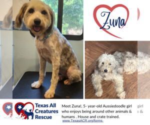 Australian Shepherd-Unknown Mix Dogs for adoption in Lillian, TX, USA