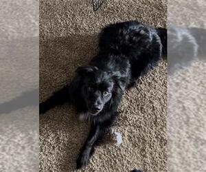 Australian Shepherd Dogs for adoption in San Antonio, TX, USA