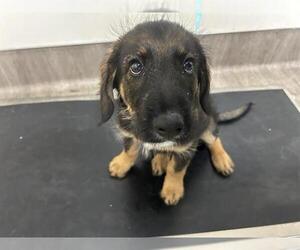 German Shepherd Dog Dogs for adoption in Pasadena, CA, USA