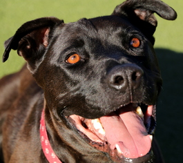 Mastador Dogs for adoption in Evergreen, CO, USA