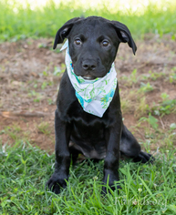 Labrottie Dogs for adoption in Alpharetta, GA, USA