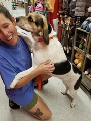 Bagle Hound Dogs for adoption in Thomasville, NC, USA