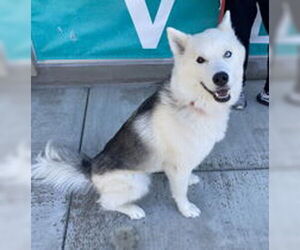 Siberian Husky Dogs for adoption in Salinas, CA, USA