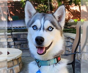Siberian Husky Dogs for adoption in Omaha, NE, USA