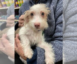 Mutt Dogs for adoption in Fairfax, VA, USA