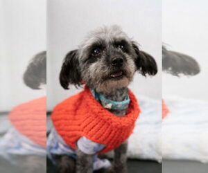 Poodle (Standard)-Unknown Mix Dogs for adoption in Visalia, CA, USA