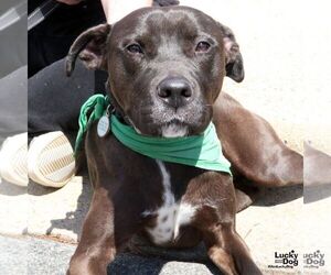 Boxer-Unknown Mix Dogs for adoption in Washington, DC, USA