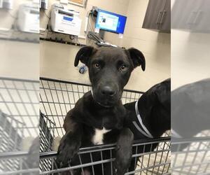 Labrador Retriever Dogs for adoption in Conroe, TX, USA