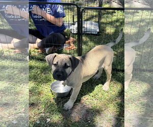 Bulldog-Unknown Mix Dogs for adoption in Sanford, FL, USA