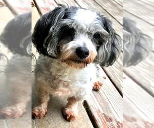 Maltipoo Dogs for adoption in Gulfport, MI, USA