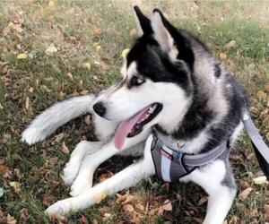 Siberian Husky Dogs for adoption in Princeton, MN, USA