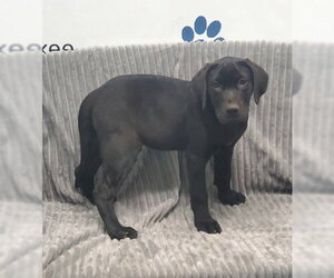 Labrador Retriever Dogs for adoption in Lake City, MI, USA