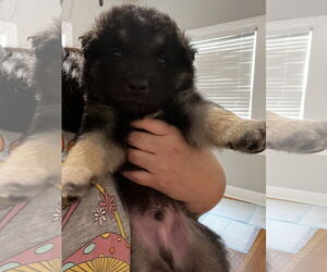 Australian Shepherd-Siberian Husky Mix Dogs for adoption in New Orleans, LA, USA