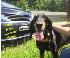 Medium Photo #1 Black and Tan Coonhound Puppy For Sale in Martinsburg, WV, USA
