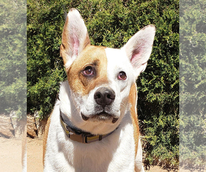 Basenji Dogs for adoption in Albuquerque, NM, USA