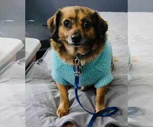 Chiweenie Dogs for adoption in Princeton, MN, USA
