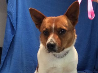 Pembroke Welsh Corgi Dogs for adoption in pomona, CA, USA