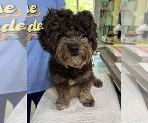 Poodle (Miniature)-Unknown Mix Dogs for adoption in Benton, LA, USA