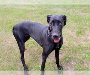 Great Dane Dogs for adoption in Fort Wayne, IN, USA