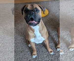 Boxer Dogs for adoption in Woodbury, MN, USA