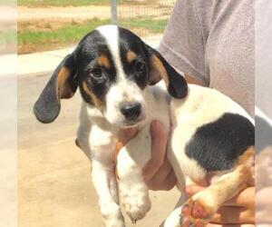 Jack-A-Bee Dogs for adoption in Livingston, TX, USA