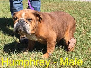 Bulldog Dogs for adoption in Waycross, GA, USA