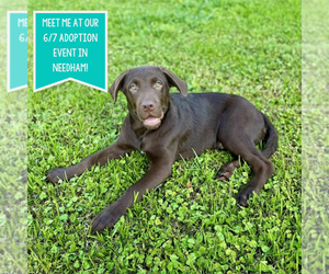Labrador Retriever-Mountain Cur Mix Dogs for adoption in Boston, MA, USA