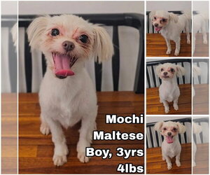 Maltese Dogs for adoption in Seattle, WA, USA