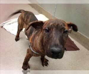 American Pit Bull Terrier-Unknown Mix Dogs for adoption in Las Vegas, NV, USA