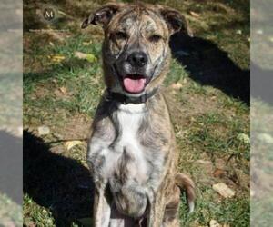 Great Dane Dogs for adoption in St Louis, MO, USA