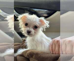 Maltese-Unknown Mix Dogs for adoption in New York, NY, USA