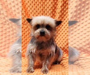 Mutt Dogs for adoption in Smithfield, PA, USA