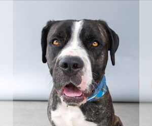 Great Dane-Unknown Mix Dogs for adoption in Pasadena, CA, USA