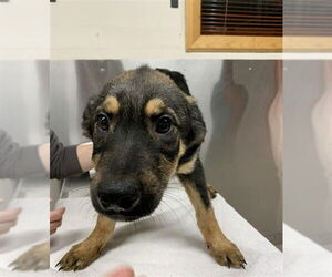 Rottweiler-Siberian Husky Mix Dogs for adoption in Fairbanks, AK, USA