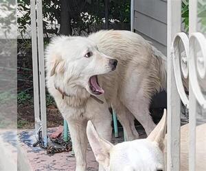 Great Pyrenees-Unknown Mix Dogs for adoption in San Antonio, TX, USA