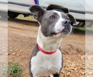 Mutt Dogs for adoption in Canton, CT, USA