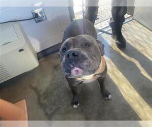 American Pit Bull Terrier Dogs for adoption in Houston, TX, USA