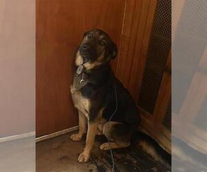 German Shepherd Dog Dogs for adoption in San Antonio, TX, USA