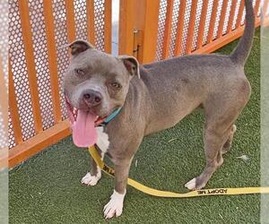 American Pit Bull Terrier-Unknown Mix Dogs for adoption in Las Vegas, NV, USA