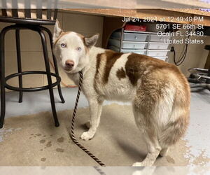 Siberian Husky Dogs for adoption in Ocala, FL, USA