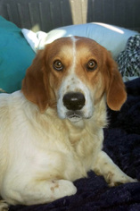 Basset Hound-Unknown Mix Dogs for adoption in Pennsville, NJ, USA