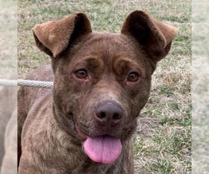 American Pit Bull Terrier-Labrador Retriever Mix Dogs for adoption in Nashville, IN, USA