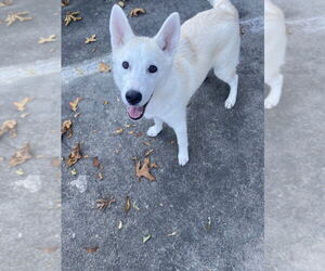 Siberian Husky-Unknown Mix Dogs for adoption in Elmsford, NY, USA