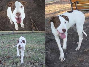 Lab-Pointer Dogs for adoption in Edmond, OK, USA