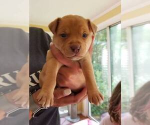 Rottweiler-American Pit Bull Terrier Dogs for adoption in Chester, VA, USA